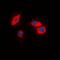 Cell Death Inducing DFFA Like Effector B antibody, orb382531, Biorbyt, Immunofluorescence image 