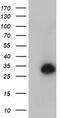 N-Acetylneuraminic Acid Phosphatase antibody, TA504557S, Origene, Western Blot image 