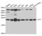 HRF antibody, abx004166, Abbexa, Western Blot image 