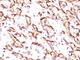 Podocalyxin Like antibody, V2227-100UG, NSJ Bioreagents, Western Blot image 