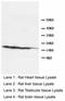 Lymphocyte antigen 6A-2/6E-1 antibody, LS-C172137, Lifespan Biosciences, Western Blot image 