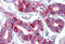 FAS antibody, MBS242368, MyBioSource, Immunohistochemistry frozen image 