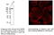 Early Endosome Antigen 1 antibody, AB0005-200, SICGEN, Western Blot image 