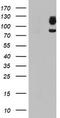 Dipeptidyl Peptidase 9 antibody, TA503959, Origene, Western Blot image 