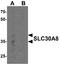 Solute Carrier Family 30 Member 8 antibody, A01310, Boster Biological Technology, Western Blot image 