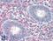 Cellular Communication Network Factor 4 antibody, 46-597, ProSci, Western Blot image 