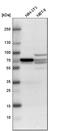 Dihydropyrimidinase Like 2 antibody, HPA002381, Atlas Antibodies, Western Blot image 