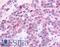 Hormonally Up-Regulated Neu-Associated Kinase antibody, LS-A6922, Lifespan Biosciences, Immunohistochemistry frozen image 