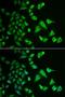 Dehydrogenase/Reductase 2 antibody, LS-C334724, Lifespan Biosciences, Immunofluorescence image 