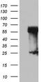 Receptor Interacting Serine/Threonine Kinase 3 antibody, CF803099, Origene, Western Blot image 