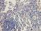 Intercellular Adhesion Molecule 1 antibody, orb382141, Biorbyt, Immunohistochemistry paraffin image 