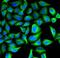 C-Reactive Protein antibody, FNab01994, FineTest, Immunofluorescence image 