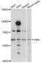 Pantetheinase antibody, MBS129416, MyBioSource, Western Blot image 