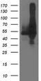 Dihydrolipoamide Dehydrogenase antibody, LS-C173244, Lifespan Biosciences, Western Blot image 