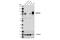 DNA Methyltransferase 3 Beta antibody, 67259T, Cell Signaling Technology, Western Blot image 