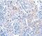 Acyl-CoA Dehydrogenase Family Member 11 antibody, PA5-50295, Invitrogen Antibodies, Immunohistochemistry frozen image 