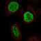 YTH Domain Containing 2 antibody, PA5-67256, Invitrogen Antibodies, Immunofluorescence image 