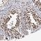 Zinc Finger Protein 76 antibody, HPA030090, Atlas Antibodies, Immunohistochemistry frozen image 