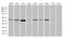 Mitochondrial Fission Regulator 2 antibody, MA5-27461, Invitrogen Antibodies, Western Blot image 