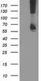 Dolichyl-diphosphooligosaccharide--protein glycosyltransferase subunit 1 antibody, TA503649, Origene, Western Blot image 