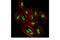 YY1 Transcription Factor antibody, 63227S, Cell Signaling Technology, Immunofluorescence image 