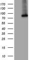 Polypeptide N-Acetylgalactosaminyltransferase 10 antibody, TA809396, Origene, Western Blot image 
