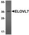 Elongation of very long chain fatty acids protein 7 antibody, LS-B4637, Lifespan Biosciences, Western Blot image 
