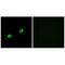 Arylsulfatase Family Member I antibody, A08580, Boster Biological Technology, Immunofluorescence image 