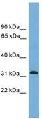 Mitochondrial Ribosomal Protein S2 antibody, TA345078, Origene, Western Blot image 