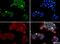 Histone-lysine N-methyltransferase SUV420H1 antibody, NBP1-97313, Novus Biologicals, Immunofluorescence image 