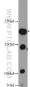 Proprotein Convertase Subtilisin/Kexin Type 5 antibody, 16470-1-AP, Proteintech Group, Western Blot image 