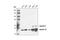Keratin 18 antibody, 4546P, Cell Signaling Technology, Western Blot image 