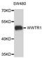 WW Domain Containing Transcription Regulator 1 antibody, LS-B14916, Lifespan Biosciences, Western Blot image 