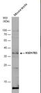 Hydroxysteroid 17-Beta Dehydrogenase 3 antibody, NBP2-16884, Novus Biologicals, Western Blot image 