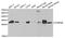 Charged Multivesicular Body Protein 2B antibody, A5399, ABclonal Technology, Western Blot image 
