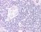 Forkhead box protein N1 antibody, orb86400, Biorbyt, Immunohistochemistry paraffin image 