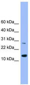 Glutaredoxin 2 antibody, TA344599, Origene, Western Blot image 