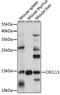 C-X-C Motif Chemokine Ligand 13 antibody, 16-229, ProSci, Western Blot image 