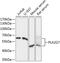 Platelet-activating factor acetylhydrolase antibody, 15-237, ProSci, Western Blot image 