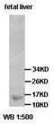 Ribosomal Protein L27a antibody, orb77602, Biorbyt, Western Blot image 