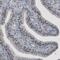 NOP56 Ribonucleoprotein antibody, MA5-24641, Invitrogen Antibodies, Immunohistochemistry frozen image 