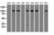 Sialic Acid Binding Ig Like Lectin 9 antibody, LS-C784206, Lifespan Biosciences, Western Blot image 