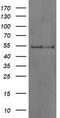 Docking Protein 7 antibody, LS-C787216, Lifespan Biosciences, Western Blot image 
