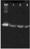 KDEL  antibody, NBP1-54318, Novus Biologicals, Western Blot image 