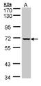 GLE1 RNA Export Mediator antibody, LS-C185859, Lifespan Biosciences, Western Blot image 