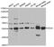 Hexosaminidase Subunit Alpha antibody, STJ27613, St John