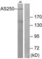 Ral GTPase-activating protein subunit alpha-2 antibody, LS-C119395, Lifespan Biosciences, Western Blot image 