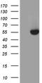 AD4BP antibody, TA806209S, Origene, Western Blot image 