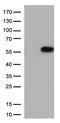 CD27 Molecule antibody, TA812555S, Origene, Western Blot image 