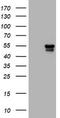Vimentin antibody, TA801318BM, Origene, Western Blot image 
